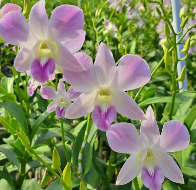 Pink Belove image